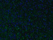 Anti-MAG Antibody, clone 513, Alexa Fluor&#8482; 488 Conjugate clone 513, from mouse, ALEXA FLUOR&#8482; 488