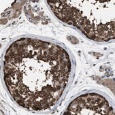 Anti-PDCD5 antibody produced in rabbit Prestige Antibodies&#174; Powered by Atlas Antibodies, affinity isolated antibody, buffered aqueous glycerol solution