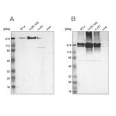 Anti-FLNA antibody produced in rabbit Ab2, Prestige Antibodies® Powered by Atlas Antibodies, affinity isolated antibody, buffered aqueous glycerol solution