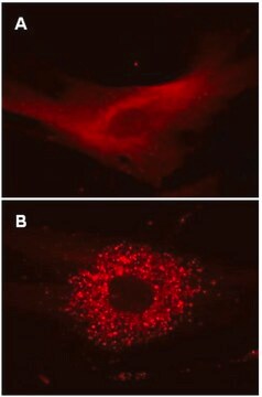 LentiBrite RFP-LC3 Lentiviral Biosensor