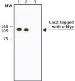 Anti-c-Myc antibody, Mouse monoclonal clone 9E10, purified from hybridoma cell culture