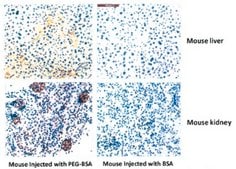 Anti-PEG (methoxy group) Antibody, clone RM105 clone RM105, from rabbit, purified by affinity chromatography