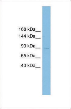 Anti-XRRA1 antibody produced in rabbit affinity isolated antibody