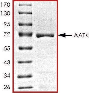 AATK, GST tagged from mouse recombinant, expressed in baculovirus infected Sf9 cells, &#8805;70% (SDS-PAGE), buffered aqueous glycerol solution