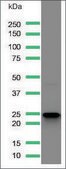 Anti-CD3 antibody, Rabbit monoclonal recombinant, expressed in proprietary host, clone SP162, affinity isolated antibody