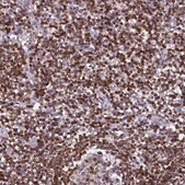 Anti-TRAF3IP3 antibody produced in rabbit Prestige Antibodies&#174; Powered by Atlas Antibodies, affinity isolated antibody, buffered aqueous glycerol solution