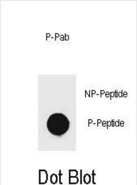 Anti-phospho-mouse KIT(Y719) antibody produced in rabbit affinity isolated antibody, buffered aqueous solution