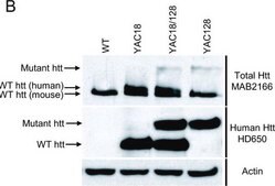 抗亨廷顿蛋白抗体，a.a.181-810，克隆 1HU-4C8 ascites fluid, clone 1HU-4C8, Chemicon&#174;