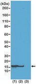 Anti-Acetyl-Histone H2B (Lys23) antibody, Rabbit monoclonal recombinant, expressed in HEK 293 cells, clone RM260, purified immunoglobulin