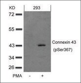 Anti-phospho-GJA1 (pSer368) antibody produced in rabbit affinity isolated antibody