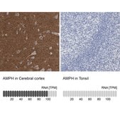 Anti-AMPH antibody produced in rabbit Prestige Antibodies® Powered by Atlas Antibodies, affinity isolated antibody, buffered aqueous glycerol solution, Ab1