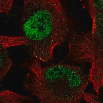 Anti-ZBTB38 antibody produced in rabbit Prestige Antibodies&#174; Powered by Atlas Antibodies, affinity isolated antibody