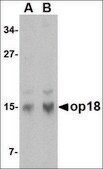 Anti-Op18 (ab2) antibody produced in rabbit affinity isolated antibody, buffered aqueous solution