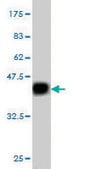 Monoclonal Anti-C1GALT1 antibody produced in mouse clone 1F1, purified immunoglobulin, buffered aqueous solution