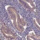 Anti-CLCF1 antibody produced in rabbit Prestige Antibodies&#174; Powered by Atlas Antibodies, affinity isolated antibody, buffered aqueous glycerol solution