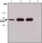 Anti-Herp (N-terminal) antibody produced in rabbit ~1.0 mg/mL, affinity isolated antibody, buffered aqueous solution