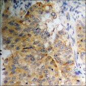 Anti-phospho-p57 Kip2 (pThr310) antibody produced in rabbit affinity isolated antibody