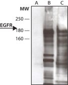 Anti-Phosphotyrosine (pY-256) antibody produced in rabbit affinity isolated antibody, buffered aqueous solution