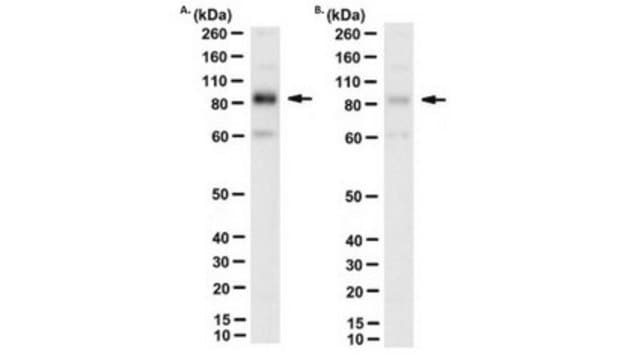 Anti-TrpV2 Antibody, clone 2D6 clone 2D6, from mouse