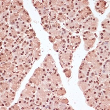 Anti-Phospho-ATF2-T71 antibody produced in rabbit