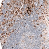 Monoclonal Anti-AIF1 antibody produced in mouse Prestige Antibodies® Powered by Atlas Antibodies, clone CL10936, purified antibody (Protein A)