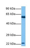 Anti-U2AF2 antibody produced in rabbit IgG fraction of antiserum