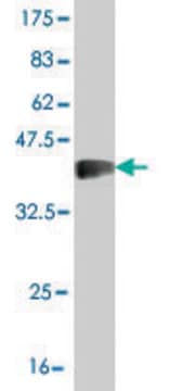 Monoclonal Anti-SLC26A5 antibody produced in mouse clone 1F4, purified immunoglobulin, buffered aqueous solution