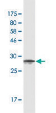Monoclonal Anti-CPNE5 antibody produced in mouse clone 2G4, purified immunoglobulin, buffered aqueous solution