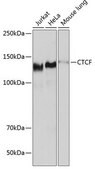 Anti- CTCF antibody produced in rabbit