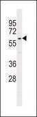 ANTI-WDR42C (N-TERM) antibody produced in rabbit IgG fraction of antiserum, buffered aqueous solution