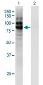 Monoclonal Anti-CPXM antibody produced in mouse clone 2G5, purified immunoglobulin, buffered aqueous solution