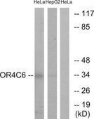 Anti-OR4C6 antibody produced in rabbit affinity isolated antibody