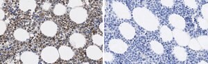 Anti-MMP-9 Antibody, clone 8H12 ZooMAb&#174; Rabbit Monoclonal recombinant, expressed in HEK 293 cells