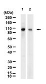 Anti-Topo I-DNA Complex clone 1.1A ZooMAb&#174; Mouse Monoclonal recombinant, expressed in HEK 293 cells