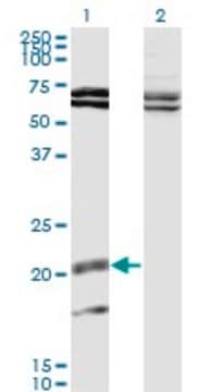 Monoclonal Anti-IL17B antibody produced in mouse clone 1G6, purified immunoglobulin, buffered aqueous solution