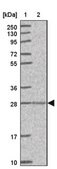 Anti-FAM83A antibody produced in rabbit Prestige Antibodies&#174; Powered by Atlas Antibodies, affinity isolated antibody, buffered aqueous glycerol solution
