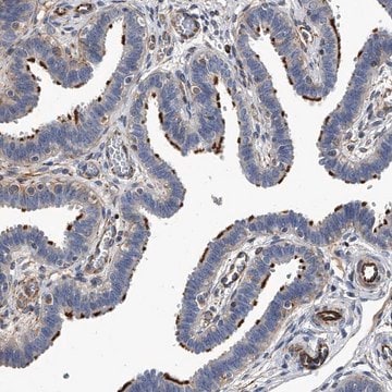 Anti-EFCAB7 antibody produced in rabbit Prestige Antibodies&#174; Powered by Atlas Antibodies, affinity isolated antibody, buffered aqueous glycerol solution, ab3