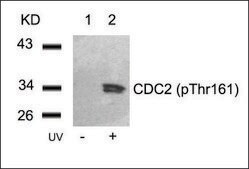 Anti-phospho-CDC2 (pThr161) antibody produced in rabbit affinity isolated antibody