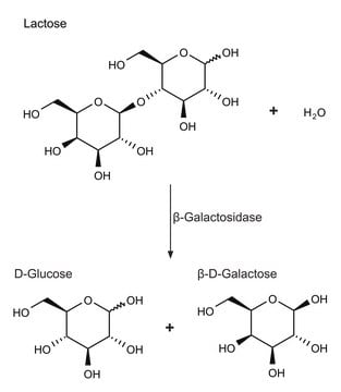 &#946;-Galactosidase from Escherichia coli Grade VI, lyophilized powder, &#8805;250&#160;units/mg protein
