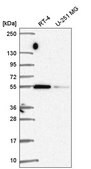 Anti-SRP54 antibody produced in rabbit Prestige Antibodies&#174; Powered by Atlas Antibodies, affinity isolated antibody