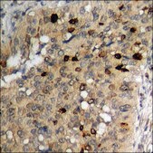 Anti-phospho-Lamin A/C (pSer392) antibody produced in rabbit affinity isolated antibody
