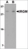 Anti-IRGM (ab1) antibody produced in rabbit affinity isolated antibody, buffered aqueous solution