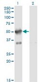 Monoclonal Anti-RP13-297E16.1 antibody produced in mouse clone 2G8, purified immunoglobulin, buffered aqueous solution