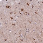 Anti-FAM3C antibody produced in rabbit Prestige Antibodies&#174; Powered by Atlas Antibodies, affinity isolated antibody, buffered aqueous glycerol solution