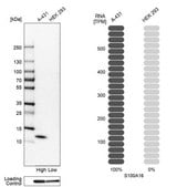 Anti-S100A16 antibody produced in rabbit Prestige Antibodies&#174; Powered by Atlas Antibodies, affinity isolated antibody, buffered aqueous glycerol solution
