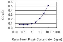 Monoclonal Anti-LAMA2 antibody produced in mouse clone 2D4, purified immunoglobulin, buffered aqueous solution