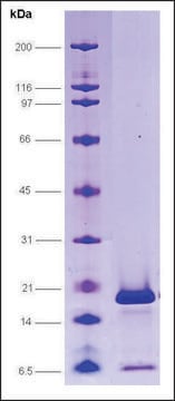 PC4, wild type human recombinant, expressed in E. coli, &#8805;80% (SDS-PAGE)