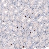 Monoclonal Anti-NKX2-2 antibody produced in mouse Prestige Antibodies® Powered by Atlas Antibodies, clone CL11380, purified antibody (Protein A)