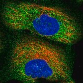Anti-ZSWIM1 antibody produced in rabbit Prestige Antibodies&#174; Powered by Atlas Antibodies, affinity isolated antibody, buffered aqueous glycerol solution