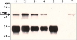 Anti-FMR1 (C-terminal) antibody produced in rabbit ~1.0&#160;mg/mL, affinity isolated antibody, buffered aqueous solution